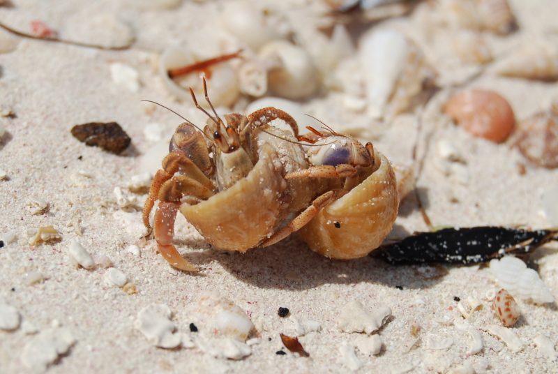 Cangrejos hermitaños en Cayo Jutías Cangrejos hermitaños en Cayo Jutías